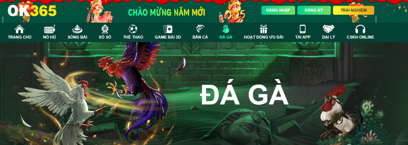 Đá gà 1 đá gà OK365