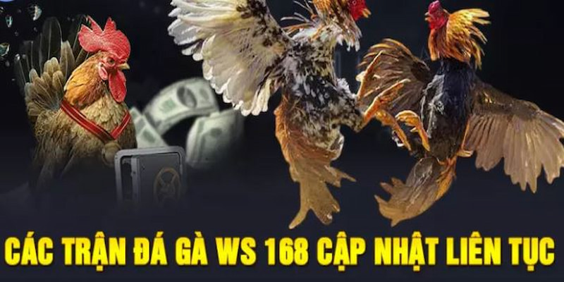 đá gà Ws 365 tại OK365